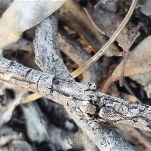 Maratus vespertilio at Bungendore, NSW - 31 Oct 2024