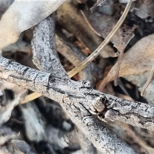 Maratus vespertilio at Bungendore, NSW - 31 Oct 2024