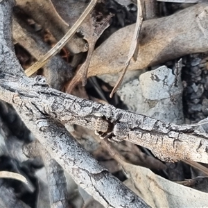 Maratus vespertilio at Bungendore, NSW - 31 Oct 2024