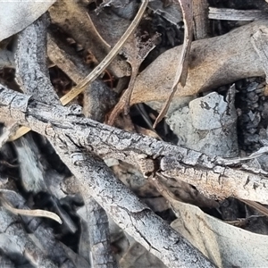 Maratus vespertilio at Bungendore, NSW - 31 Oct 2024