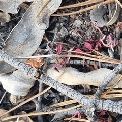 Maratus vespertilio at Bungendore, NSW - suppressed