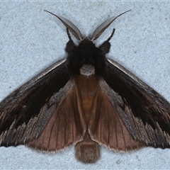 Hylaeora capucina (Cowled Rough-head) at Rosedale, NSW - 28 Oct 2024 by jb2602