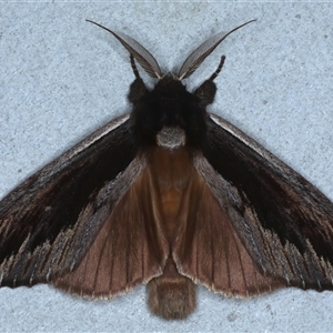 Hylaeora capucina at Rosedale, NSW - 29 Oct 2024