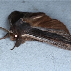 Hylaeora capucina at Rosedale, NSW - 29 Oct 2024