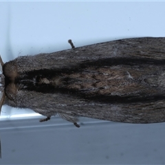 Destolmia lineata (Streaked Notodontid Moth) at Rosedale, NSW - 29 Oct 2024 by jb2602