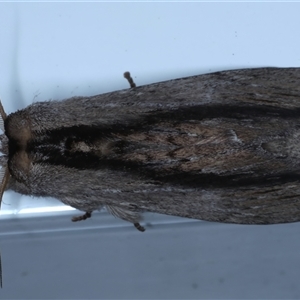 Destolmia lineata at Rosedale, NSW - 29 Oct 2024 12:12 AM