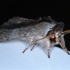 Destolmia lineata at Rosedale, NSW - 29 Oct 2024 12:12 AM
