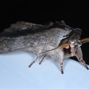 Destolmia lineata at Rosedale, NSW - 29 Oct 2024 12:12 AM