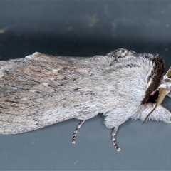 Destolmia lineata (Streaked Notodontid Moth) at Rosedale, NSW - 29 Oct 2024 by jb2602