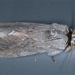 Destolmia lineata at Rosedale, NSW - 29 Oct 2024