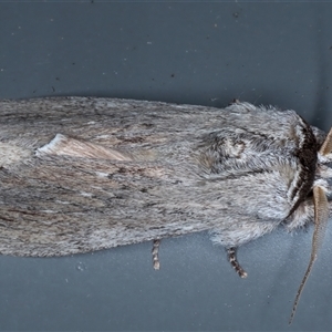 Destolmia lineata at Rosedale, NSW - 29 Oct 2024