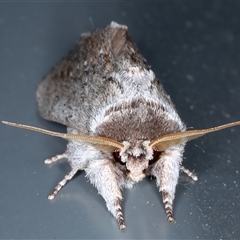 Destolmia lineata at Rosedale, NSW - 29 Oct 2024 12:17 AM