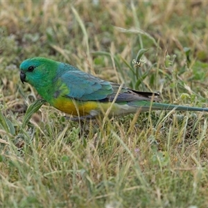 Psephotus haematonotus at Nicholls, ACT - 1 Nov 2024