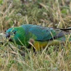 Psephotus haematonotus at Nicholls, ACT - 1 Nov 2024