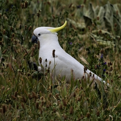 Cacatua galerita (Sulphur-crested Cockatoo) at Nicholls, ACT - 1 Nov 2024 by AlisonMilton