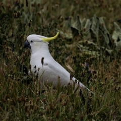 Cacatua galerita at Nicholls, ACT - 1 Nov 2024 11:05 AM