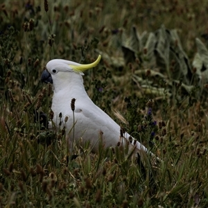 Cacatua galerita at Nicholls, ACT - 1 Nov 2024 11:05 AM