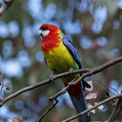 Platycercus eximius (Eastern Rosella) at Nicholls, ACT - 31 Oct 2024 by AlisonMilton