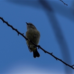 Acanthiza chrysorrhoa at Nicholls, ACT - 1 Nov 2024