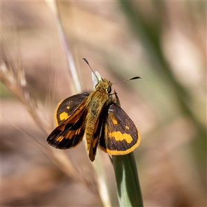 Ocybadistes walkeri at Watson, ACT - 26 Oct 2024 12:12 PM