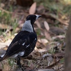 Gymnorhina tibicen (Australian Magpie) at Nicholls, ACT - 1 Nov 2024 by AlisonMilton