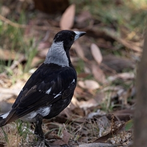 Gymnorhina tibicen at Nicholls, ACT - 1 Nov 2024