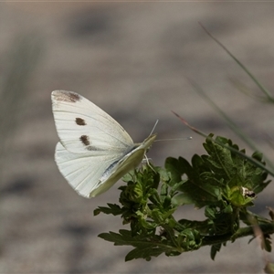 Pieris rapae at Nicholls, ACT - 1 Nov 2024 10:36 AM