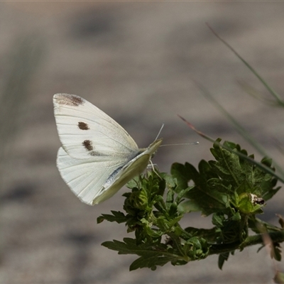 Pieris rapae (Cabbage White) at Nicholls, ACT - 31 Oct 2024 by AlisonMilton