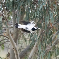 Grallina cyanoleuca (Magpie-lark) at Nicholls, ACT - 1 Nov 2024 by AlisonMilton