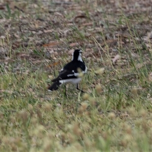 Grallina cyanoleuca at Nicholls, ACT - 1 Nov 2024 11:03 AM