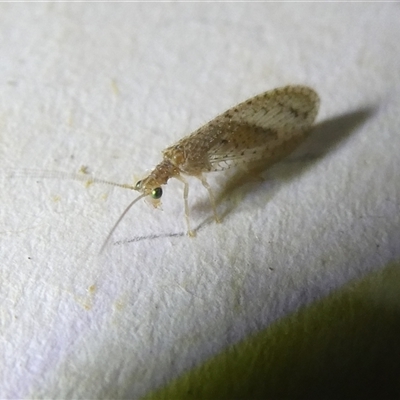 Micromus tasmaniae (Tasmanian Brown Lacewing) at Belconnen, ACT - 1 Nov 2024 by JohnGiacon