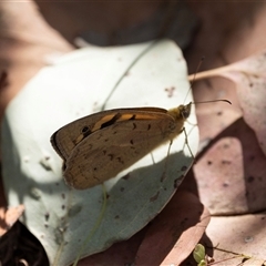 Heteronympha merope (Common Brown Butterfly) at Nicholls, ACT - 31 Oct 2024 by AlisonMilton