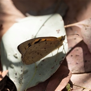 Heteronympha merope at Nicholls, ACT - 1 Nov 2024