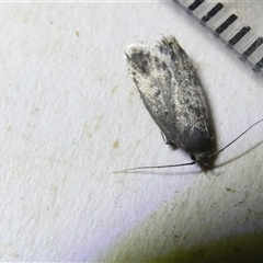 Unidentified Moth (Lepidoptera) at Belconnen, ACT - 1 Nov 2024 by JohnGiacon