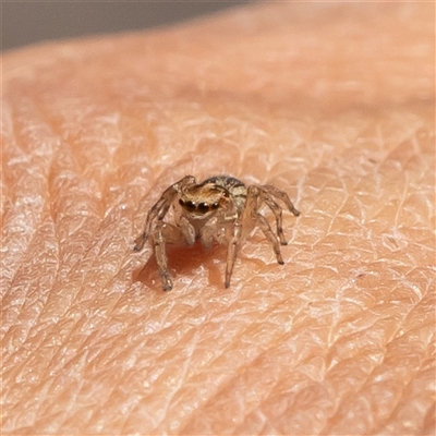 Unidentified Jumping or peacock spider (Salticidae) at Watson, ACT - 26 Oct 2024 by Sarah2019