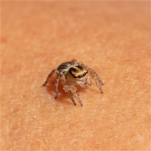 Salticidae (family) at Watson, ACT - 26 Oct 2024 11:02 AM