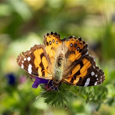 Vanessa kershawi (Australian Painted Lady) at Nicholls, ACT - 31 Oct 2024 by AlisonMilton