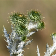 Onopordum acanthium (Scotch Thistle) at Nicholls, ACT - 1 Nov 2024 by AlisonMilton