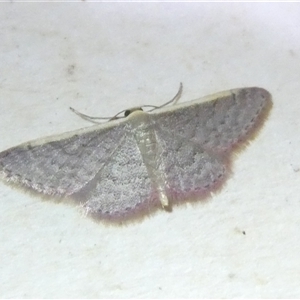 Idaea inversata at Belconnen, ACT - 1 Nov 2024