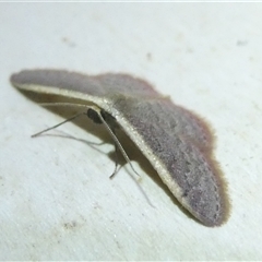 Idaea inversata at Belconnen, ACT - 1 Nov 2024