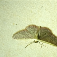 Idaea inversata at Belconnen, ACT - 1 Nov 2024