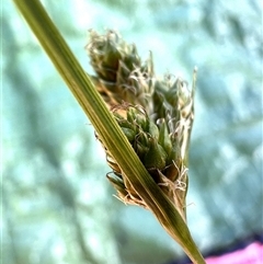 Carex inversa (Knob Sedge) at Higgins, ACT - 1 Nov 2024 by Untidy