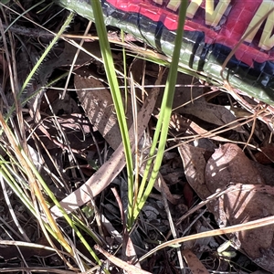 Carex inversa at Higgins, ACT - 1 Nov 2024