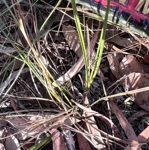 Carex inversa at Higgins, ACT - 1 Nov 2024