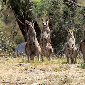 Macropus giganteus at Nicholls, ACT - 1 Nov 2024 01:46 PM