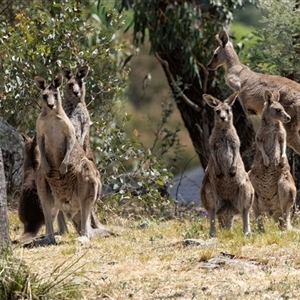 Macropus giganteus at Nicholls, ACT - 1 Nov 2024