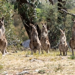 Macropus giganteus at Nicholls, ACT - 1 Nov 2024