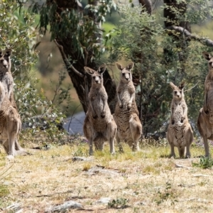 Macropus giganteus at Nicholls, ACT - 1 Nov 2024 01:46 PM