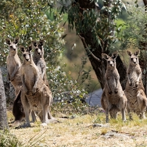 Macropus giganteus at Nicholls, ACT - 1 Nov 2024