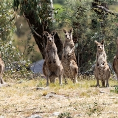 Macropus giganteus at Nicholls, ACT - 1 Nov 2024 01:46 PM